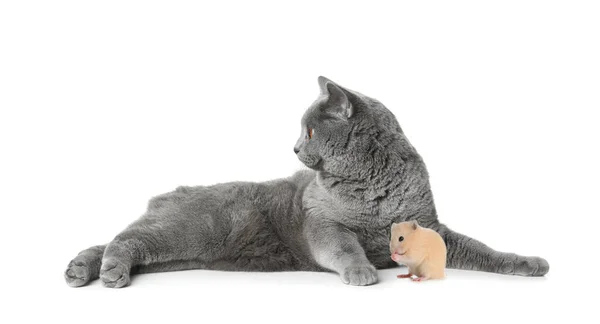 Söt Katt Och Hamster Vit Bakgrund — Stockfoto