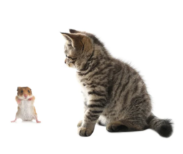 Schattig Tabby Kitten Hamster Witte Achtergrond — Stockfoto