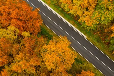 Güzel sonbahar ormanlarında yol manzarası