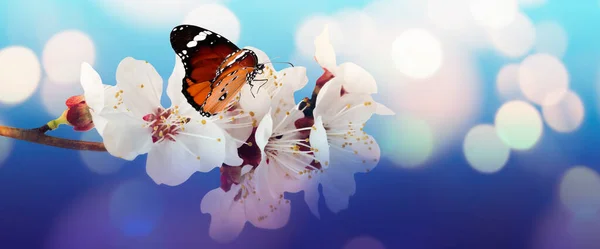 배경에 자그마 아름다운 나비와 가지는 효과가 — 스톡 사진