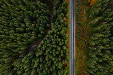 Güzel ormanın ve yolun sonbahar günündeki hava manzarası