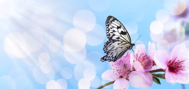 Açık mavi arka planda minik çiçekleri olan güzel bir kelebek ve dal, bokeh etkisi. Muhteşem bahar çiçekleri.