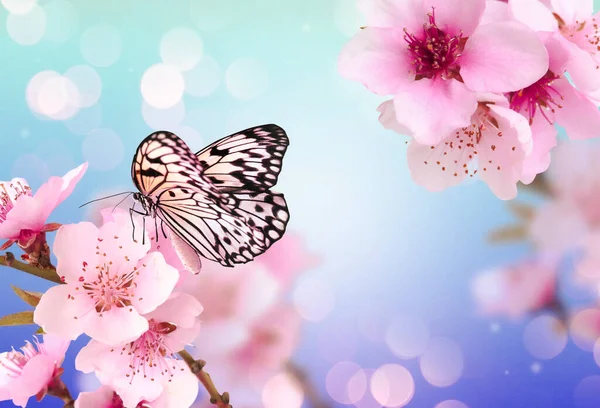 美丽的蝴蝶和枝条 花朵细小 背景浅蓝色 效果平淡 美丽的春花 — 图库照片