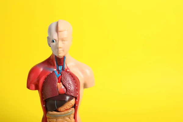 Mänsklig Anatomi Skyltdocka Visar Inre Organ Gul Bakgrund Plats För — Stockfoto