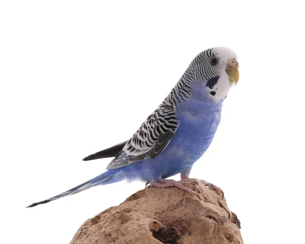 Güzel Papağan Tahtaya Tünemiş Beyaz Arka Planda Egzotik Hayvan — Stok fotoğraf