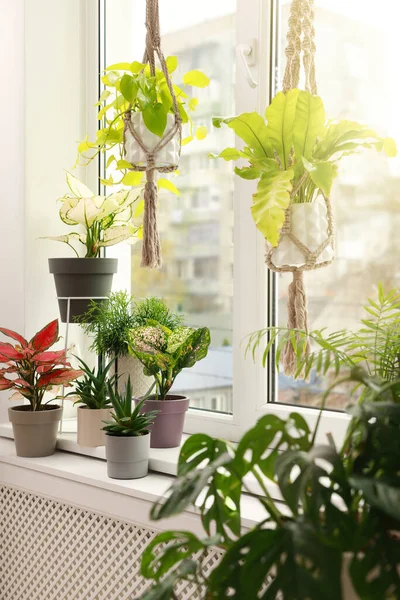 Different Beautiful Houseplants Window Indoors Interior Design — Fotografia de Stock
