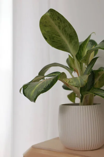 Beautiful Houseplant Wooden Shelf Window Indoors Closeup — стоковое фото