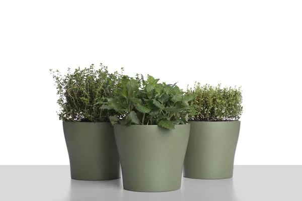 Pots Thyme Mint White Background — Foto de Stock