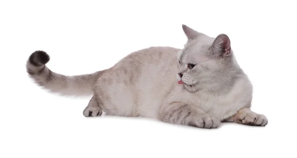 Schattig Brits Korthaar Kat Witte Achtergrond — Stockfoto