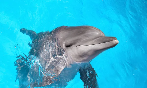 Дельфін Плаває Басейні Морського Ссавців — стокове фото