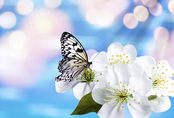 美丽的蝴蝶和淡蓝色背景的小花 博凯效应 美丽的春花 — 图库照片