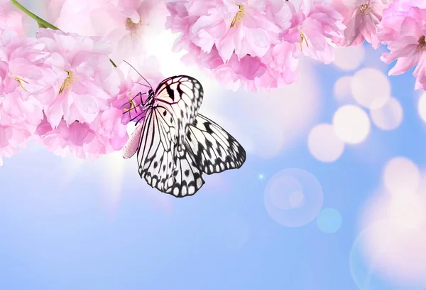 Beau Papillon Petites Fleurs Sur Fond Bleu Clair Effet Bokeh — Photo