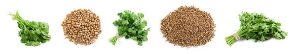Set Fresh Green Coriander Leaves Dried Seeds White Background Banner — Stock Photo, Image