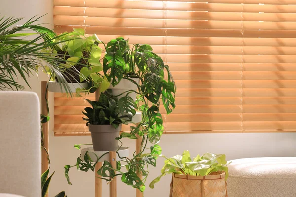 Different Beautiful Houseplants Window Indoors Space Text Interior Design — Fotografia de Stock