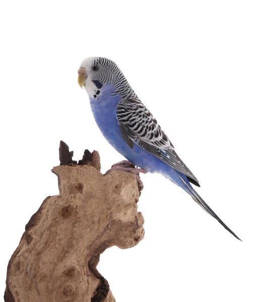 Beautiful Parrot Perched Wood White Background Exotic Pet — Stock Photo, Image
