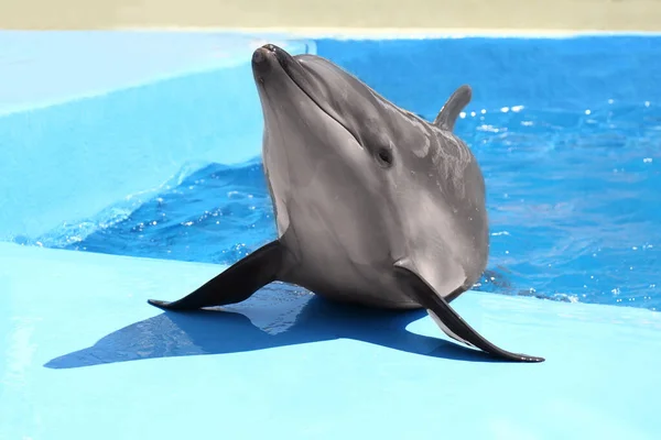 Симпатичний Сірий Дельфін Біля Басейну Сонячний День — стокове фото