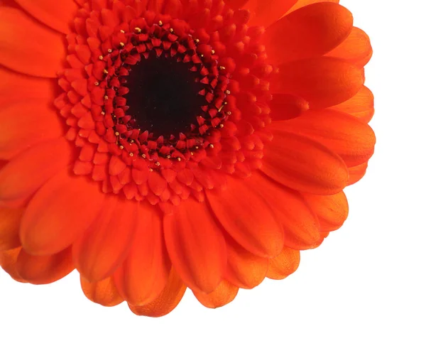 Schöne Orange Gerbera Blume Auf Weißem Hintergrund Nahaufnahme — Stockfoto