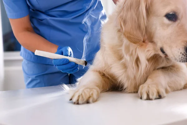 獣医診療所でかわいい犬の近くにモキサスティックを保持 クローズアップ 動物鍼治療 — ストック写真
