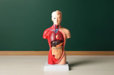 İnsan anatomisi mankeni, karatahtanın yanında iç organları gösteriyor.