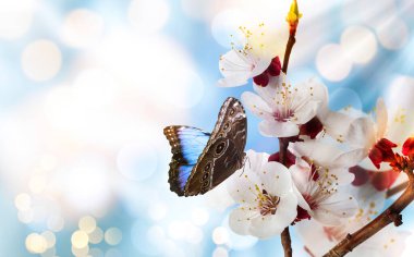 Açık mavi arka planda minik çiçekleri olan güzel bir kelebek ve dal, bokeh etkisi. Muhteşem bahar çiçekleri.