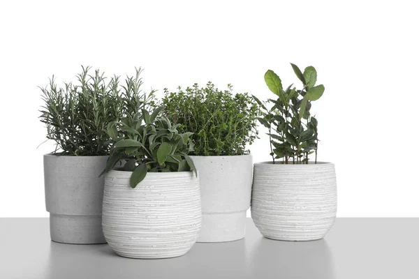 Pots Thyme Bay Sage Rosemary White Background — Foto de Stock