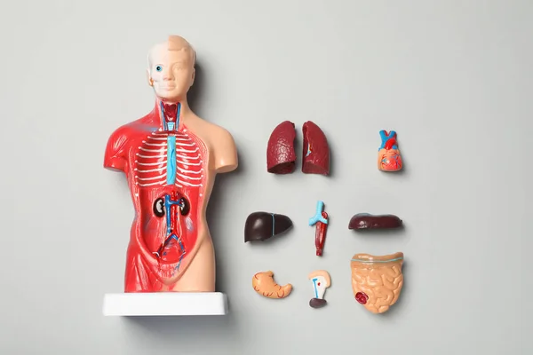 灰色の背景に人間の解剖学的マネキンと内部器官とのフラットレイアウト組成 — ストック写真