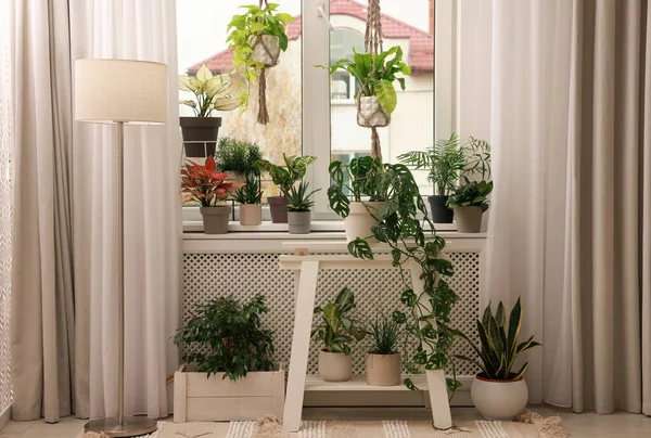 Intérieur Confortable Avec Différentes Belles Plantes Intérieur Près Fenêtre — Photo