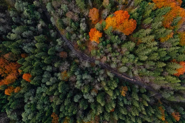 Vista Aérea Bela Floresta Dia Outono — Fotografia de Stock