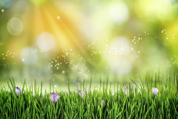 Piękne Kwitnące Kwiaty Muscari Zielonej Łące Słoneczny Dzień Efekt Bokeh — Zdjęcie stockowe