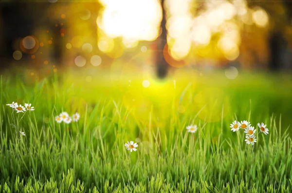 Gyönyörű Virágzó Kamillák Zöld Mezőn Naplementekor Bokeh Hatás — Stock Fotó