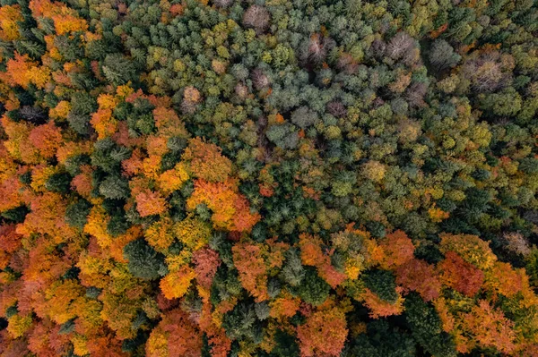 Vista Aérea Bela Floresta Dia Outono — Fotografia de Stock