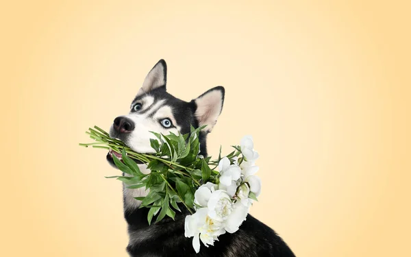 Schattig Hondje Met Boeket Van Mooie Pioenrozen Beige Achtergrond — Stockfoto