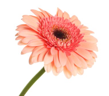 güzel pembe gerbera çiçek üzerinde beyaz izole