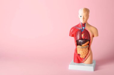 İnsan anatomisi mankeni pembe arka planda iç organları gösteriyor. Metin için boşluk
