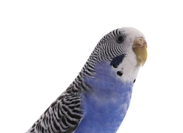 Beautiful Parrot Isolated White Exotic Pet — Stock Photo, Image