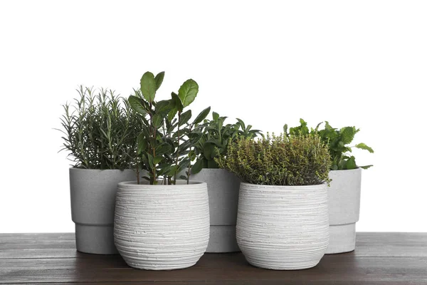Pots Thyme Bay Sage Mint Rosemary Wooden Table White Background — Foto Stock