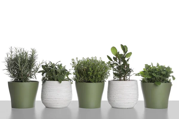 Pots Thyme Bay Sage Mint Rosemary White Background — Foto Stock