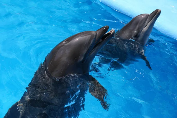 Les Dauphins Nagent Dans Piscine Parc Des Mammifères Marins — Photo