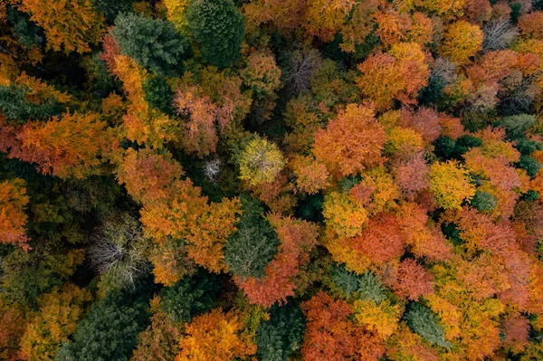 Vista Aérea Bela Floresta Dia Outono — Fotografia de Stock