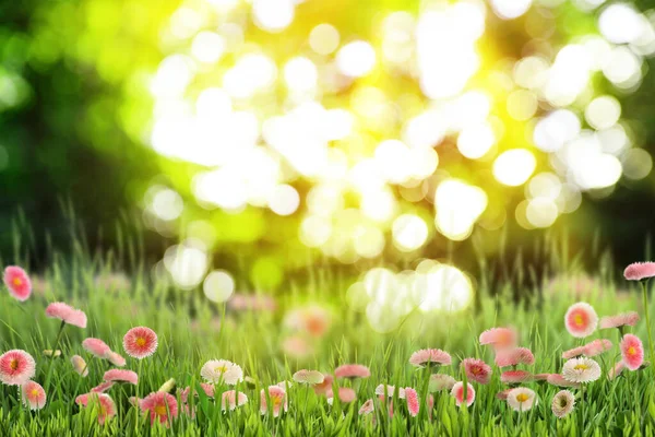 Beautiful Blooming Daisy Flowers Green Meadow Sunny Day Bokeh Effect — стоковое фото