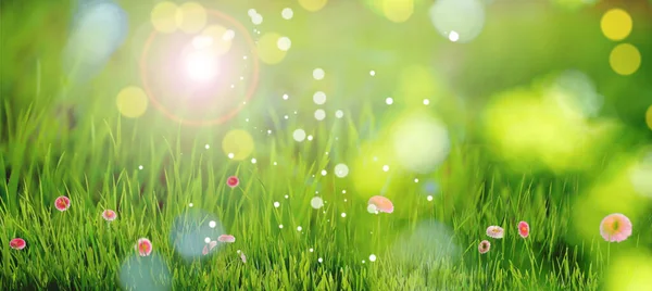 Piękne Kwitnące Stokrotki Zielonej Łące Słoneczny Dzień Efekt Bokeh Projekt — Zdjęcie stockowe