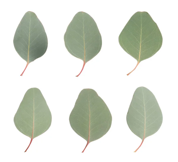 Färska Eukalyptus Blad Vit Bakgrund Collage — Stockfoto