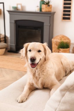 Güzel Golden Retriever köpeği elektrikli şöminenin yanındaki koltukta.