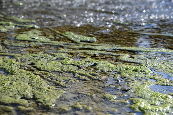 Mousse Verte Dans Eau Rivière Par Une Journée Ensoleillée — Photo