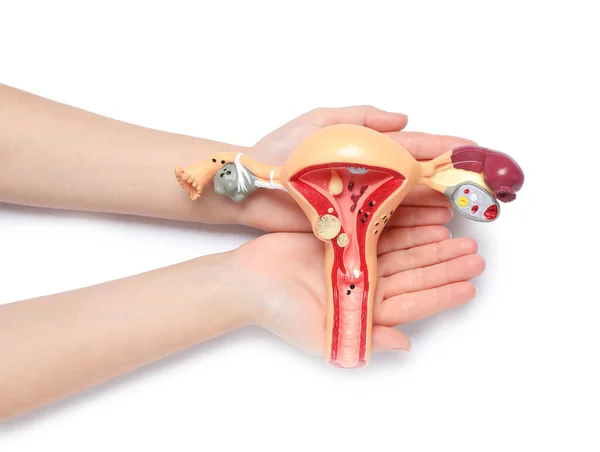 Woman Holding Model Female Reproductive System White Background Top View — Stock Photo, Image