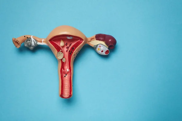 Model Female Reproductive System Light Blue Background Top View Space — Stock Photo, Image