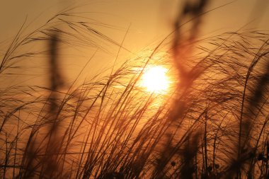 Güneşin doğuşunda güzel bir bitki manzarası.
