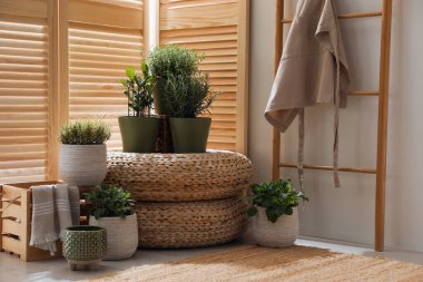 Odada farklı saksı bitkileri var. İç tasarım