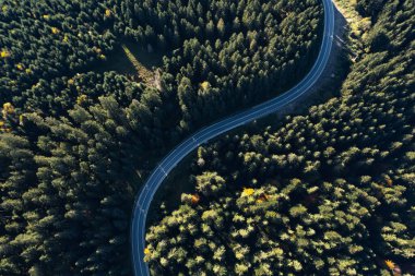 Güneşli bir günde asfalt yolun havadan görünüşü kozalaklı ormanlarla çevrilidir. Drone fotoğrafçılığı