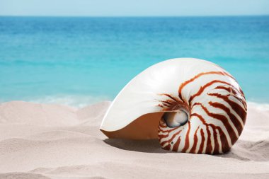 Okyanus kıyısındaki kumlu sahilde Nautilus kabuğu